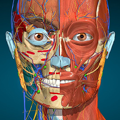 Anatomy Learning 3D